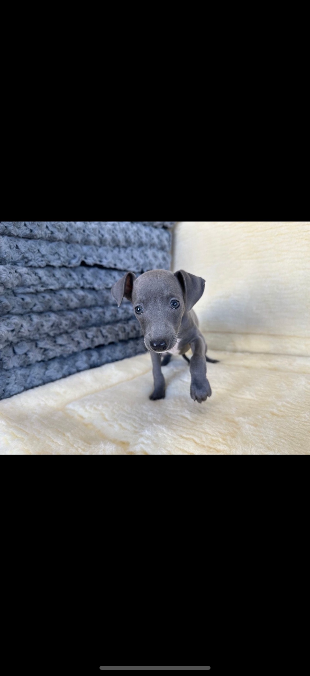 Italian Greyhound Puppies