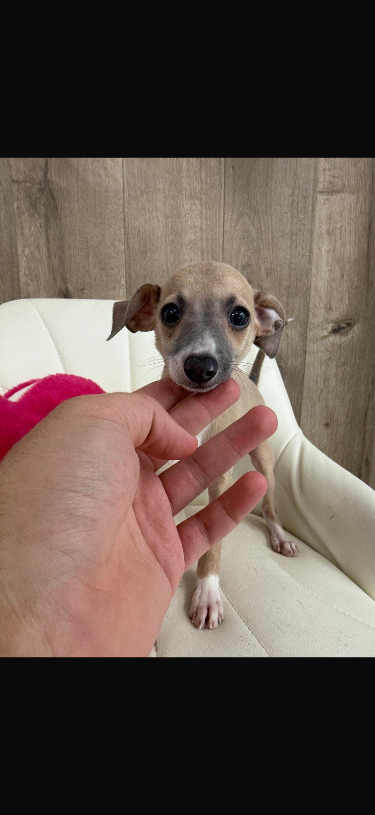 Italian Greyhound Puppies