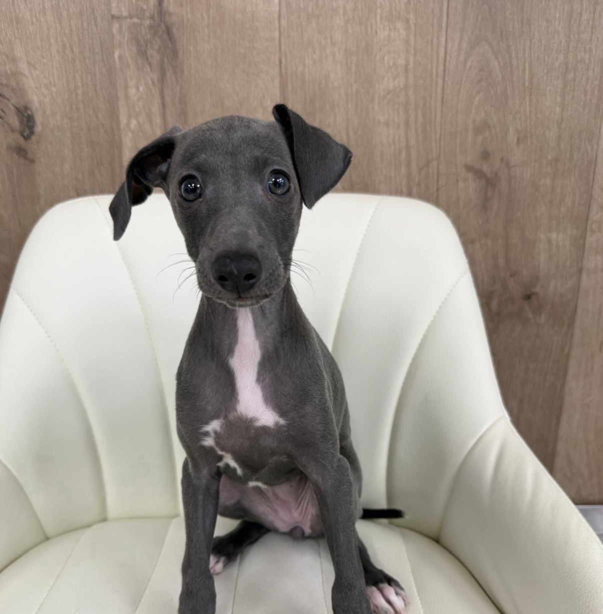 Italian Greyhound Puppies