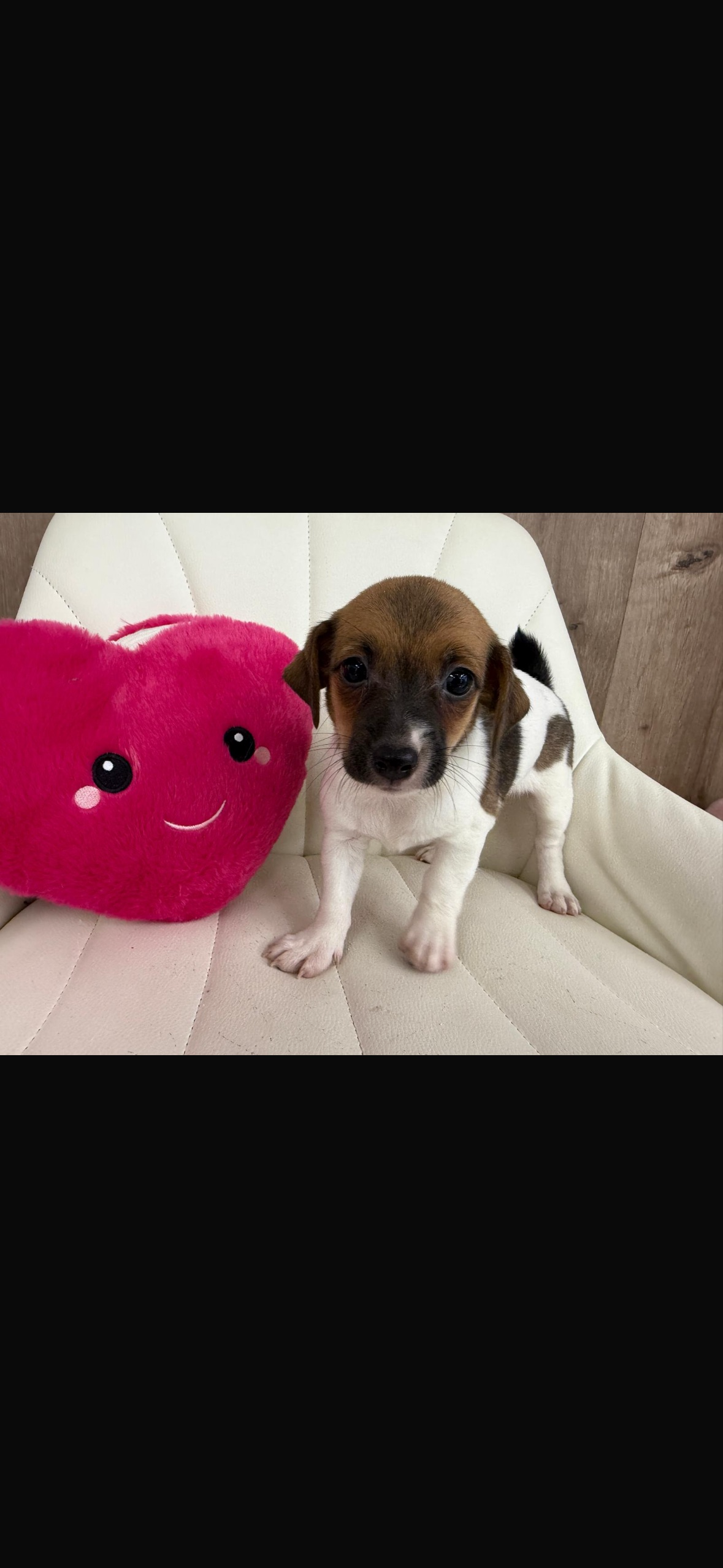 Jack Russell Terrier Puppy