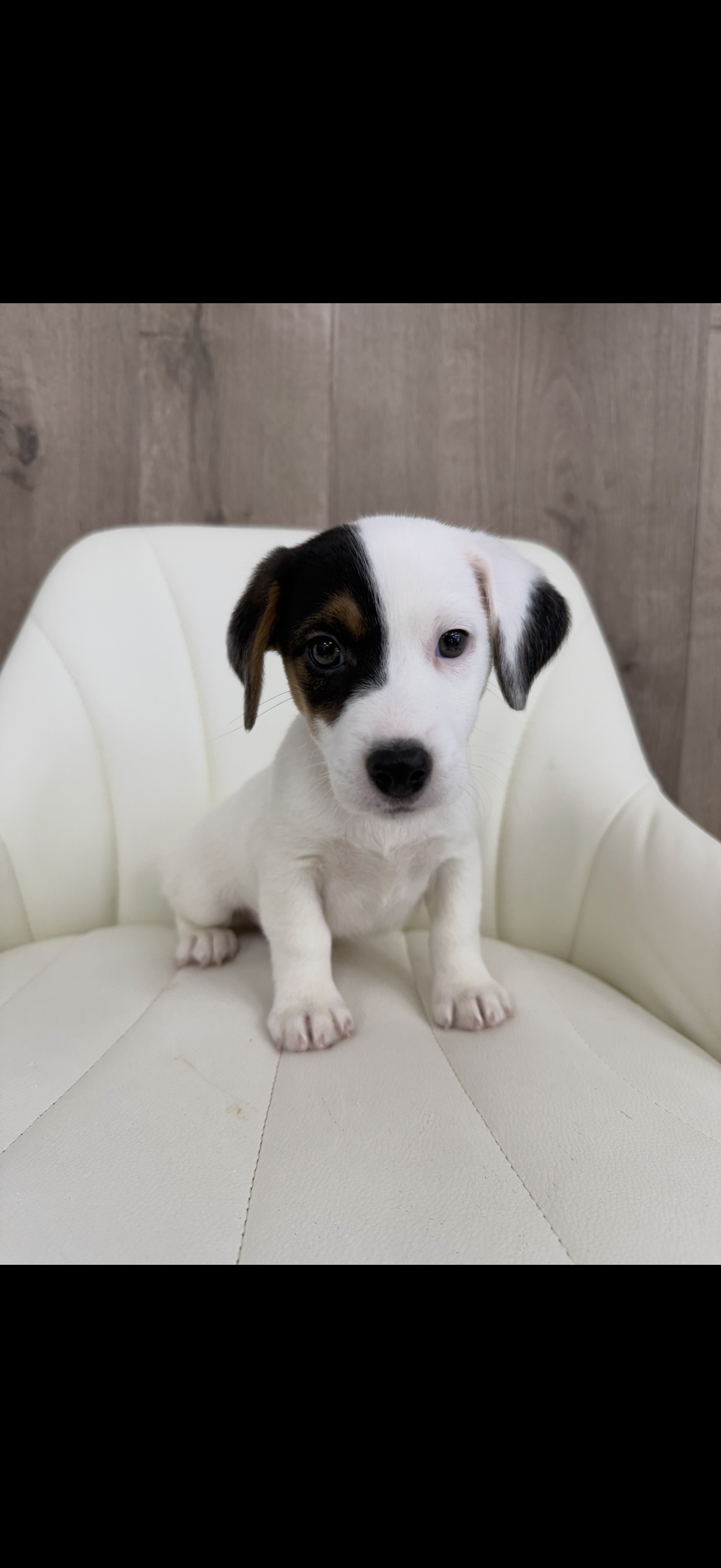 Jack Russell Terrier Puppy