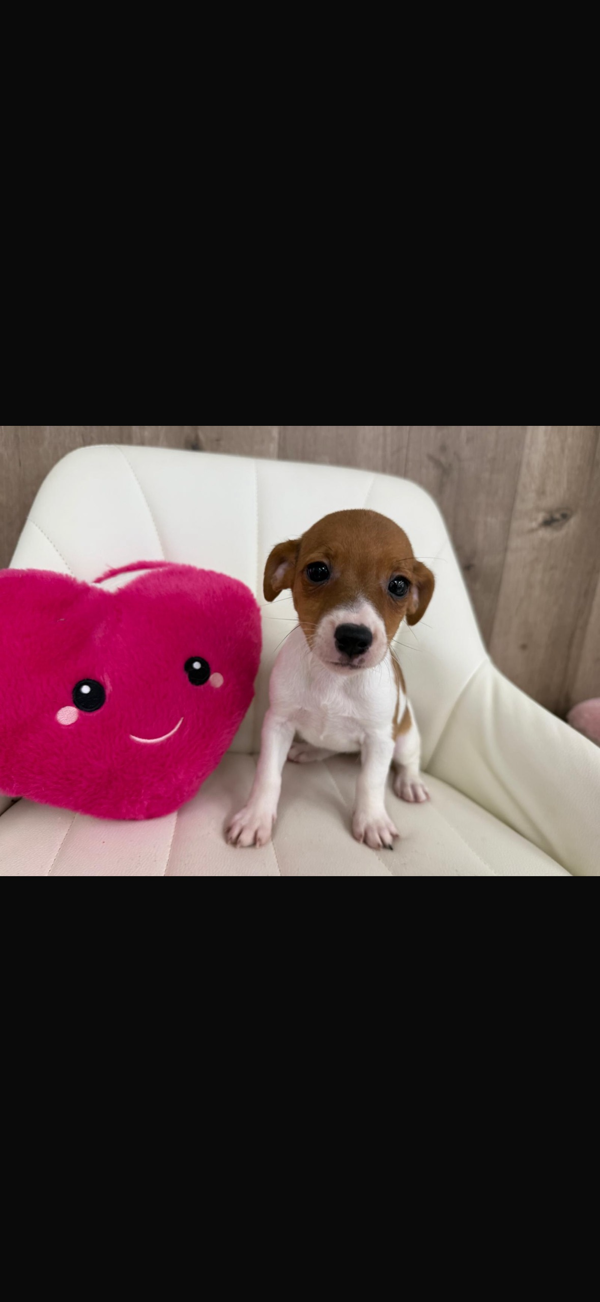 Jack Russell Terrier Puppy