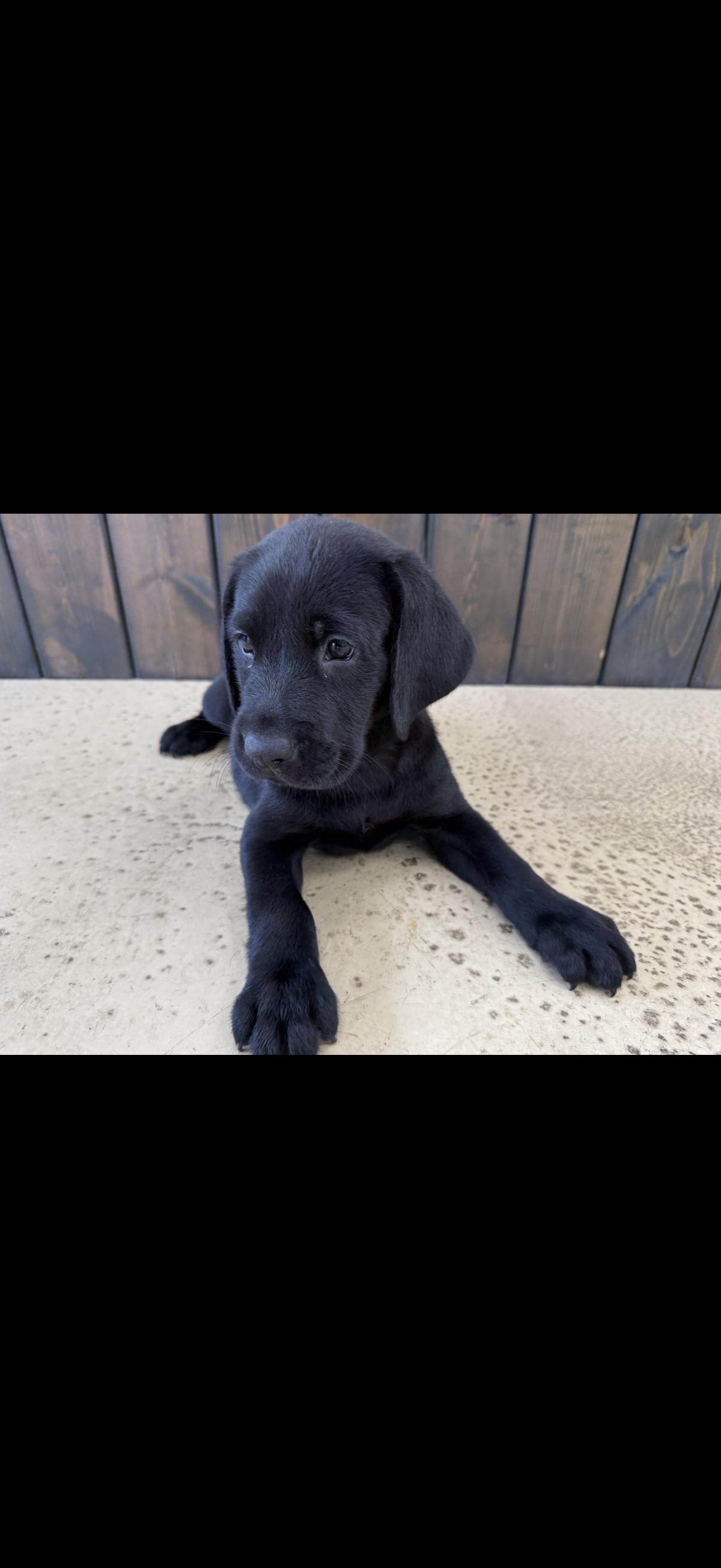 Labrador Retriever Puppy