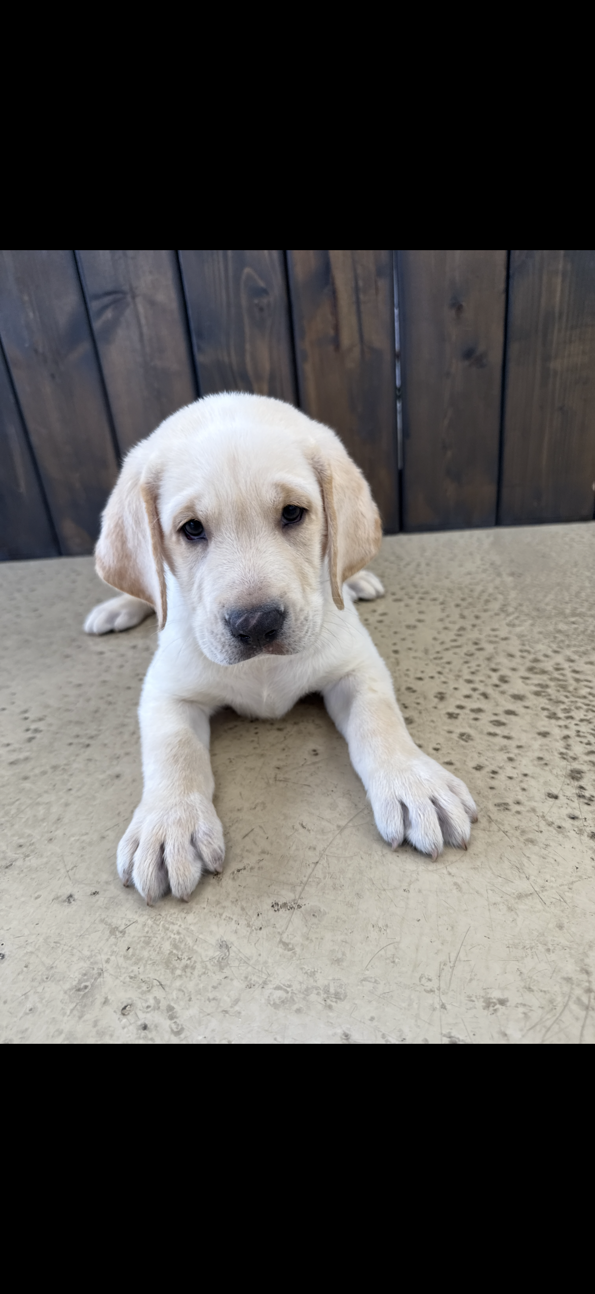 Labrador Retriever Puppy
