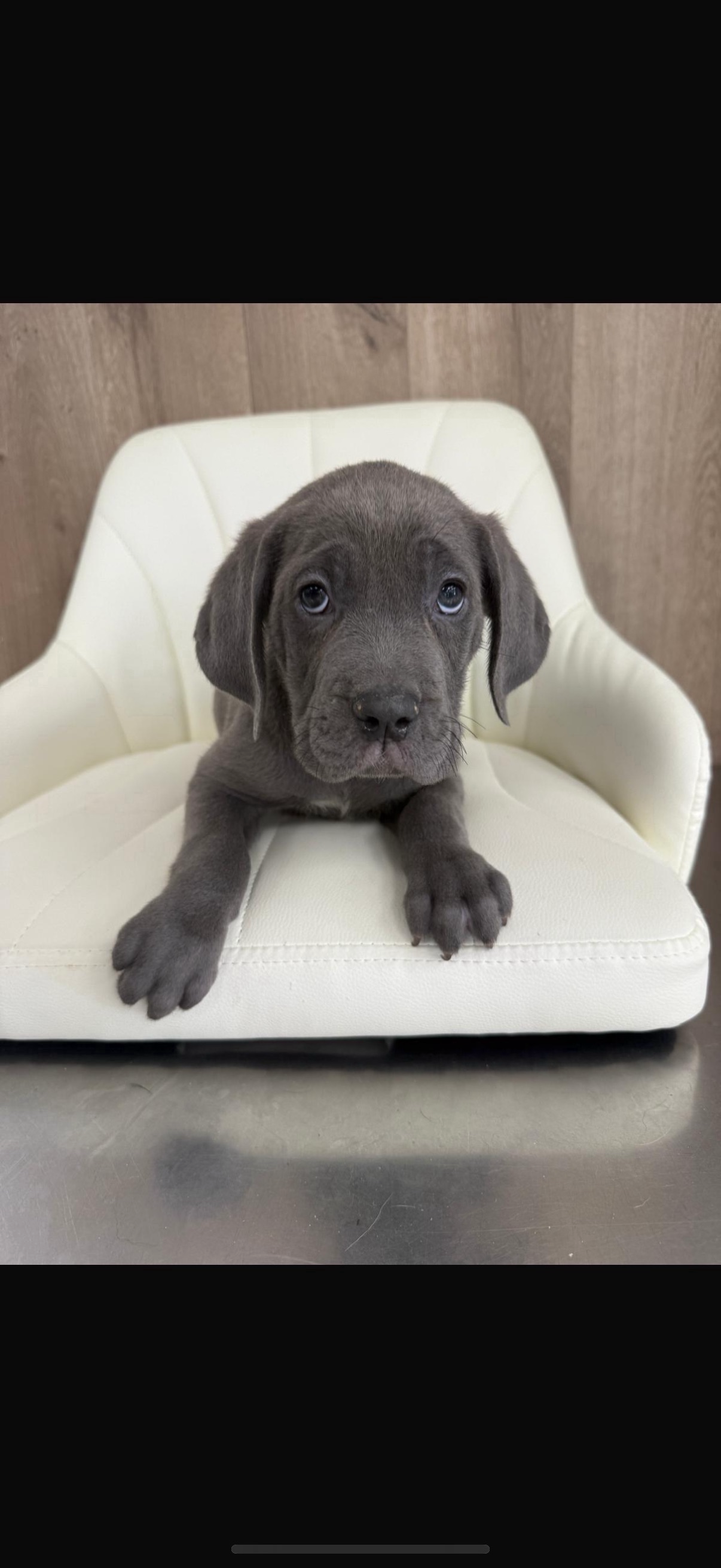 Labrador Retriever Puppy