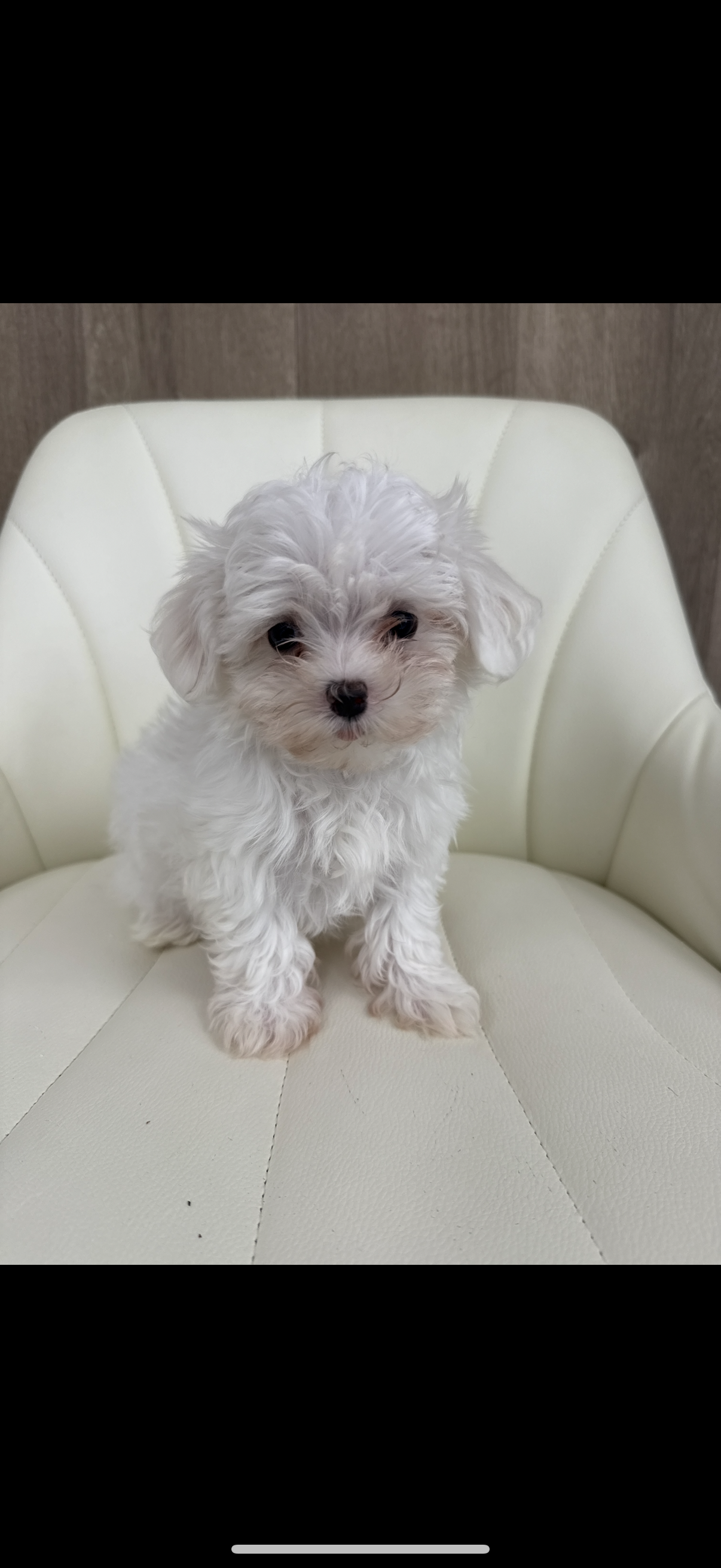Maltese Puppy