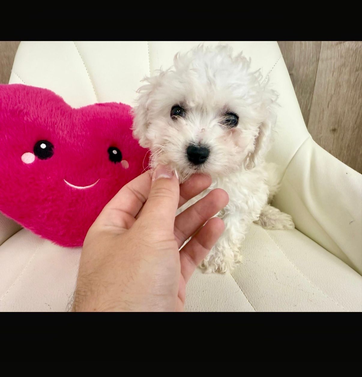 Maltese Puppy