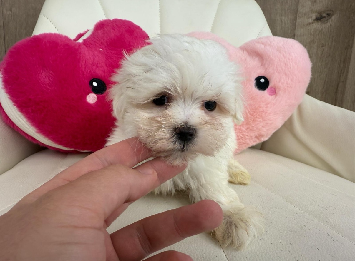 Maltese Puppy