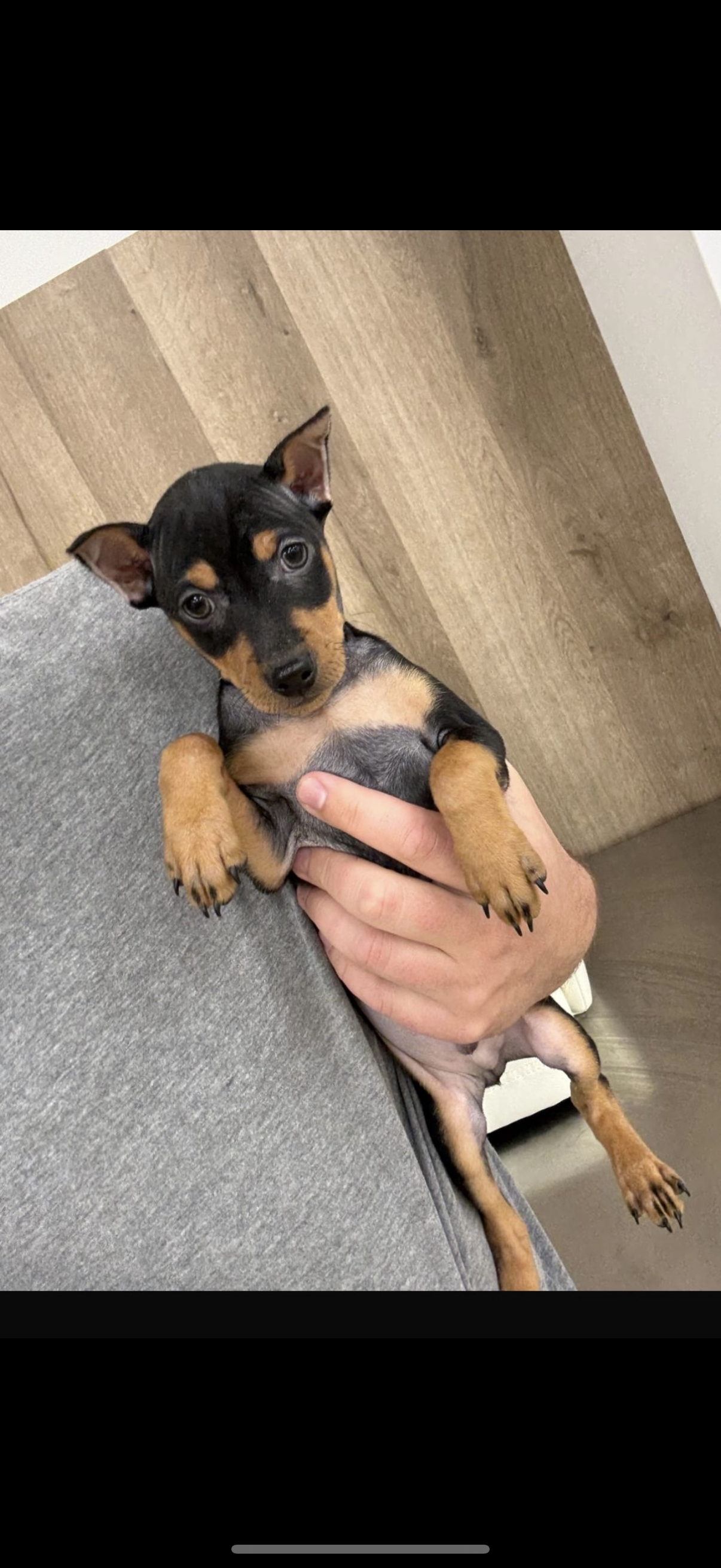 Miniature Pinscher Puppies 