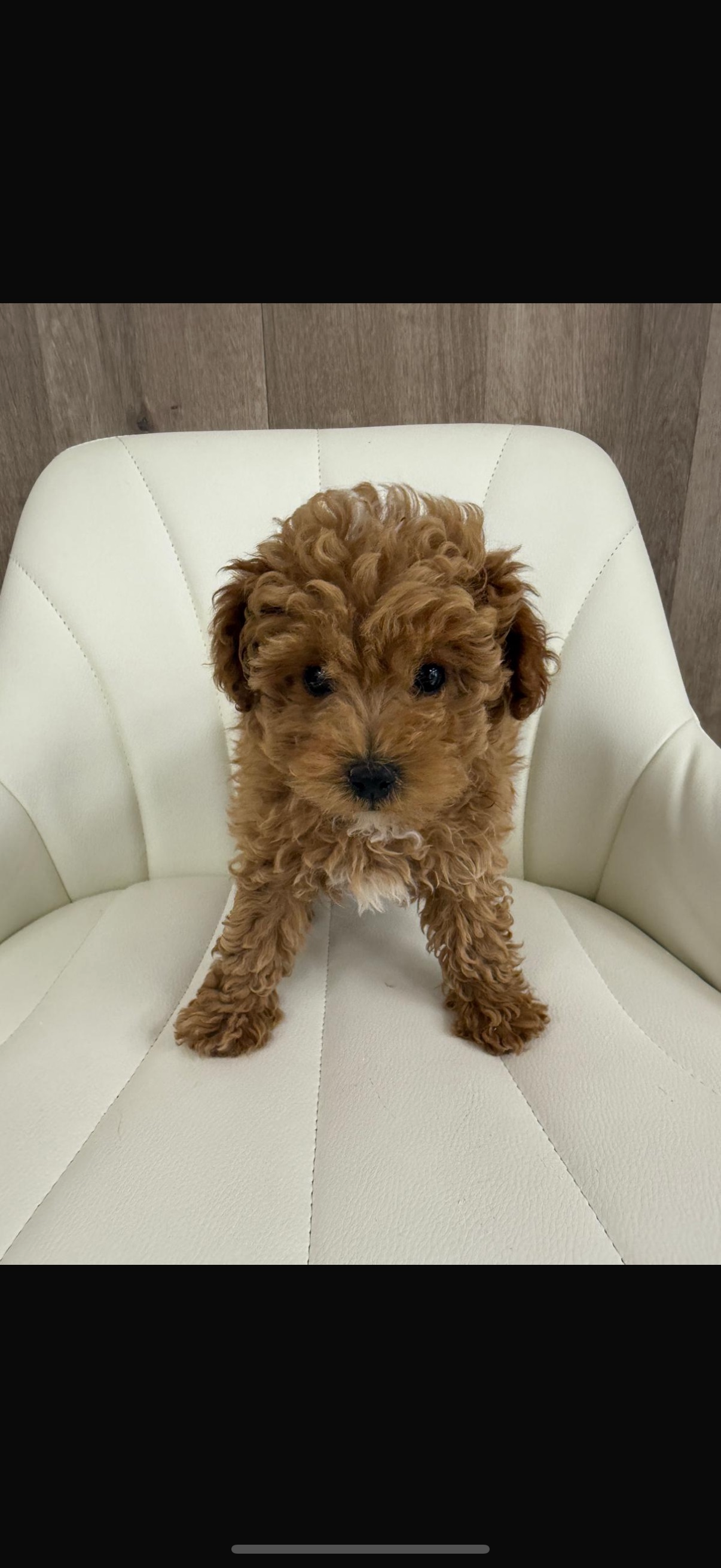 Poodle Puppy