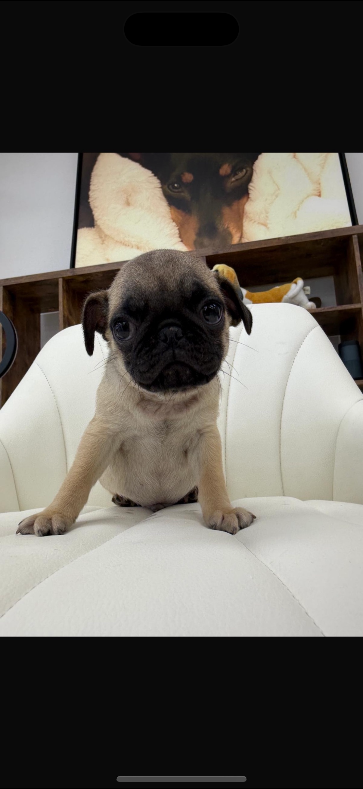 Pug Puppy