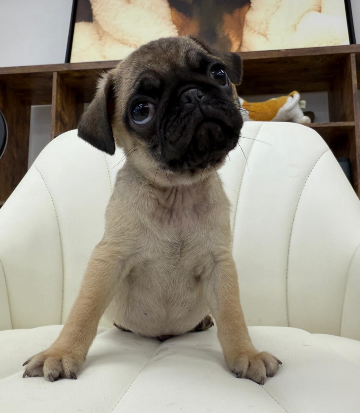 Pug Puppy