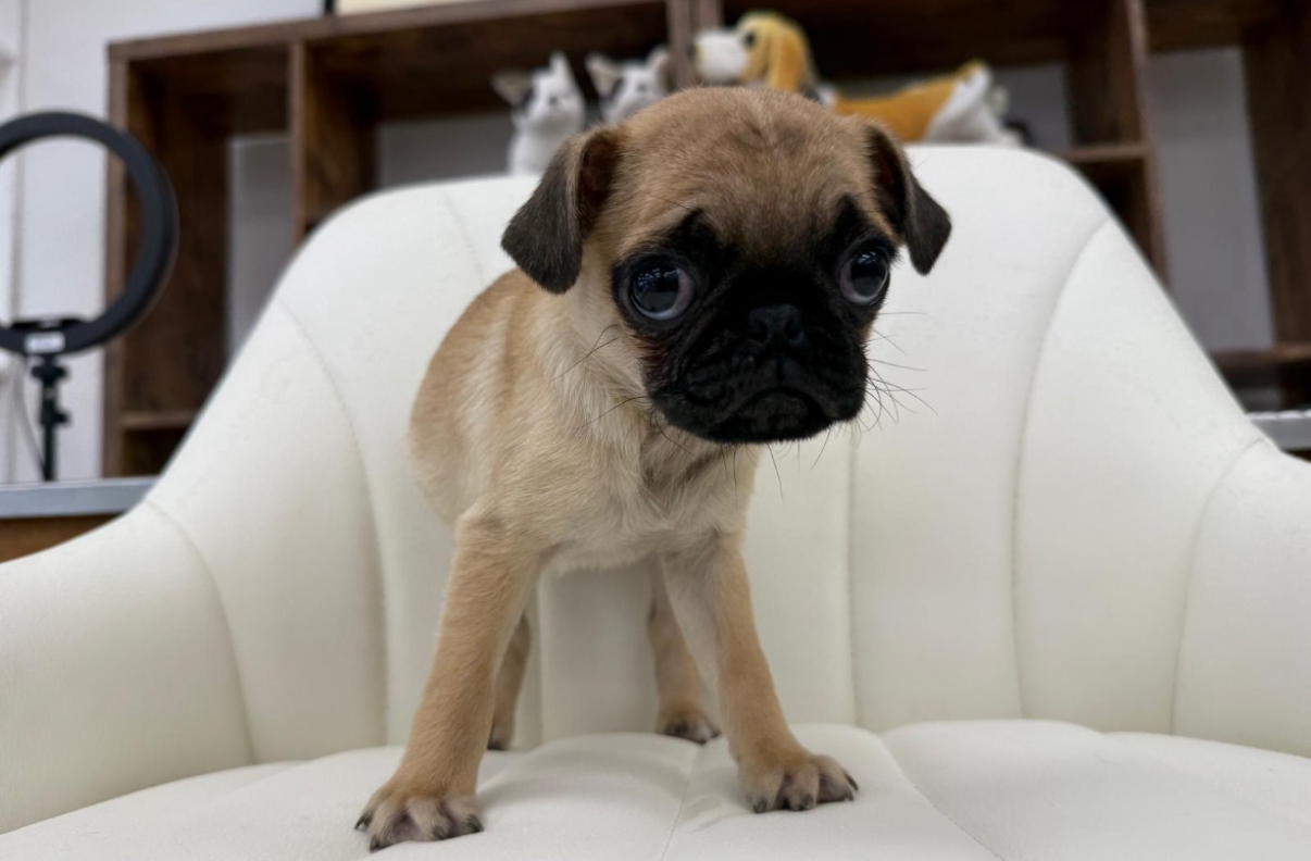 Pug Puppy