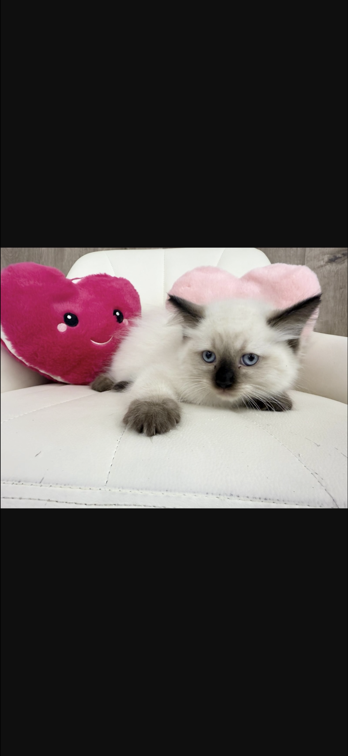 Ragdoll Kitten