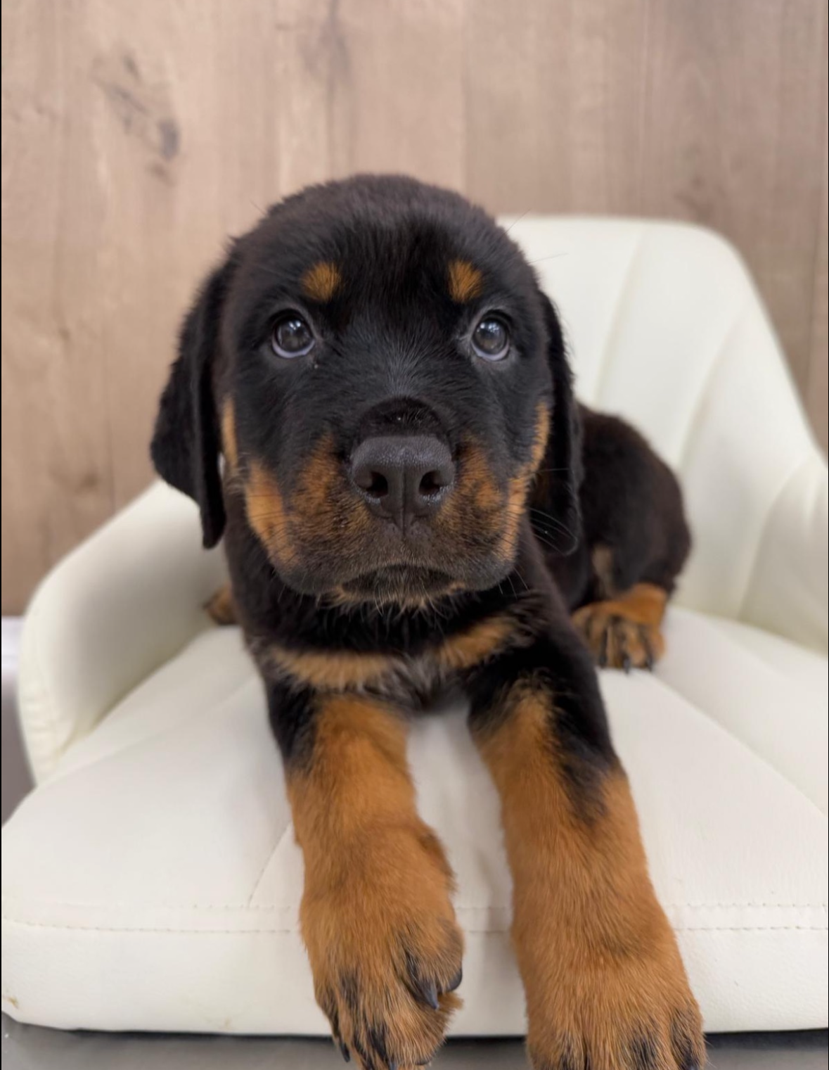 Rottweiler Puppy