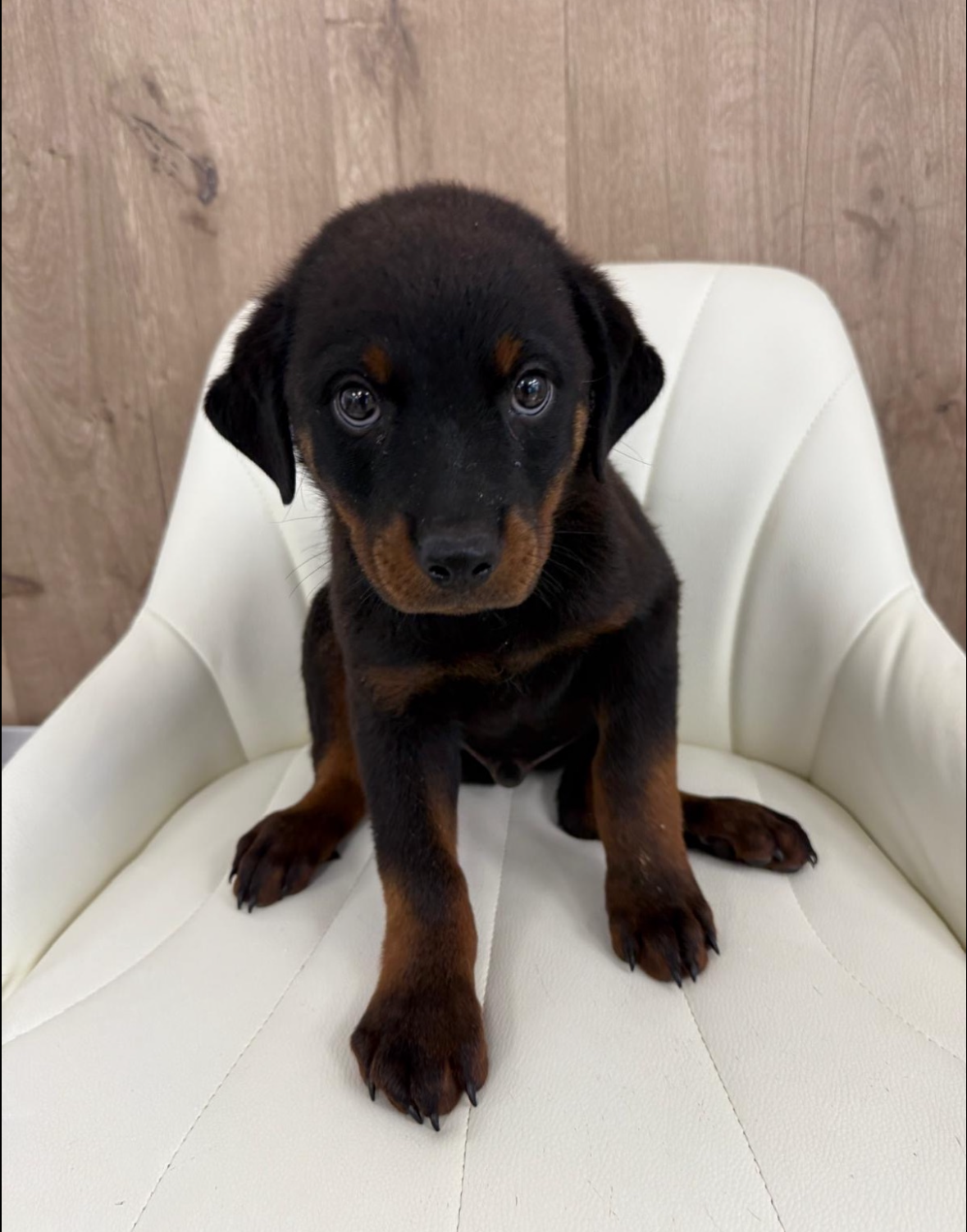 Rottweiler Puppy