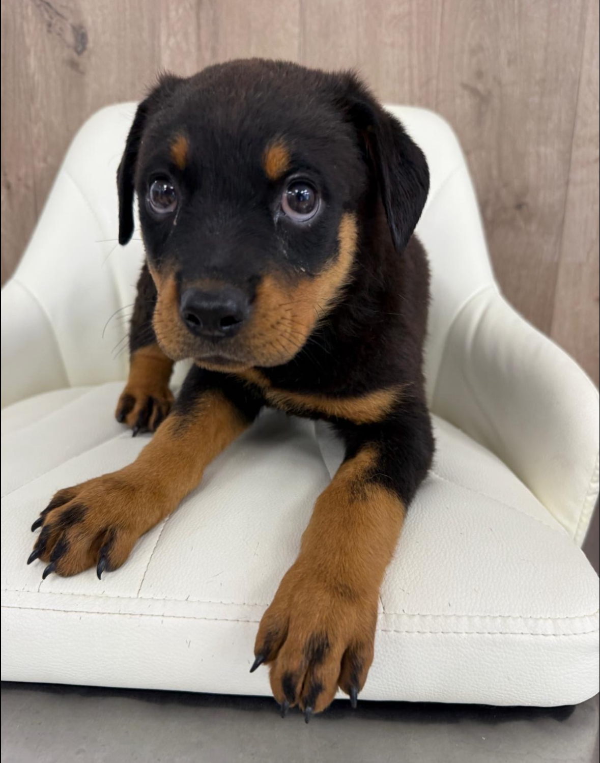 Rottweiler Puppy