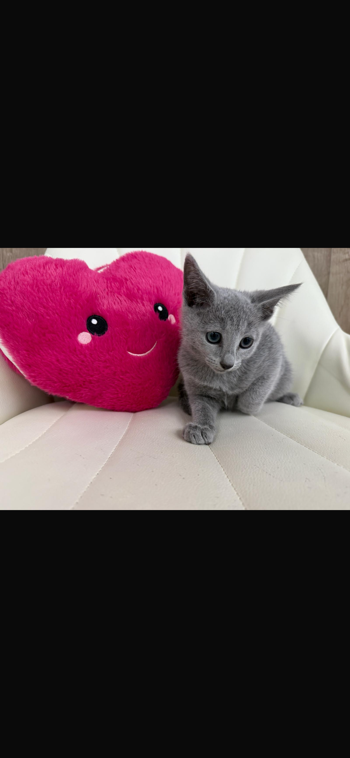 Russian Blue Kitten