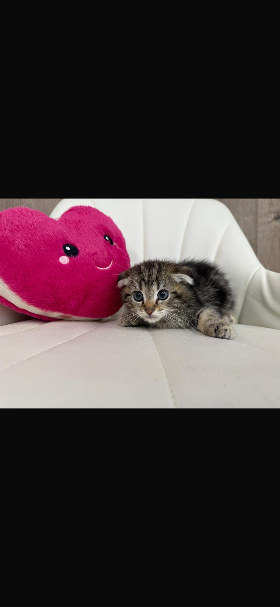 Scottish Fold Kitten