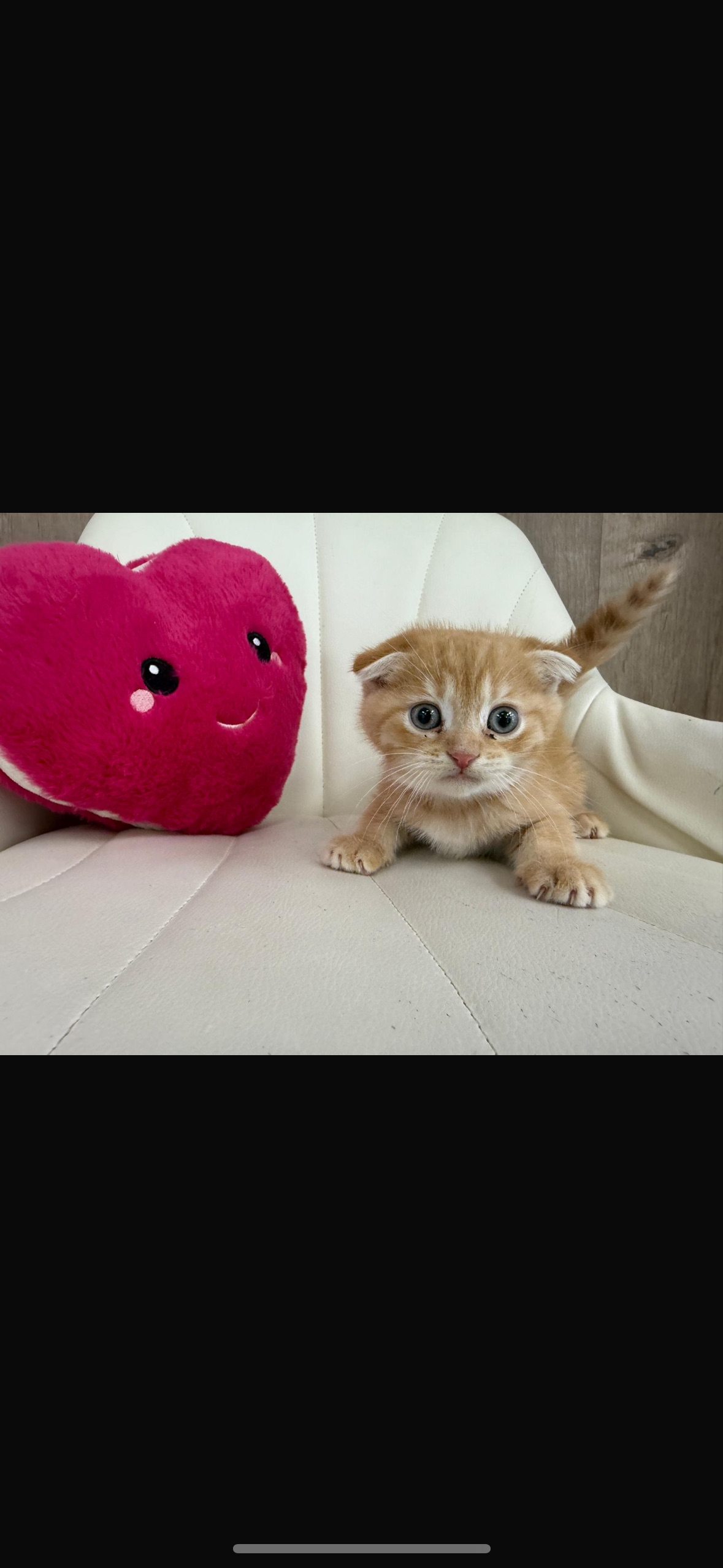 Scottish Fold Kitten