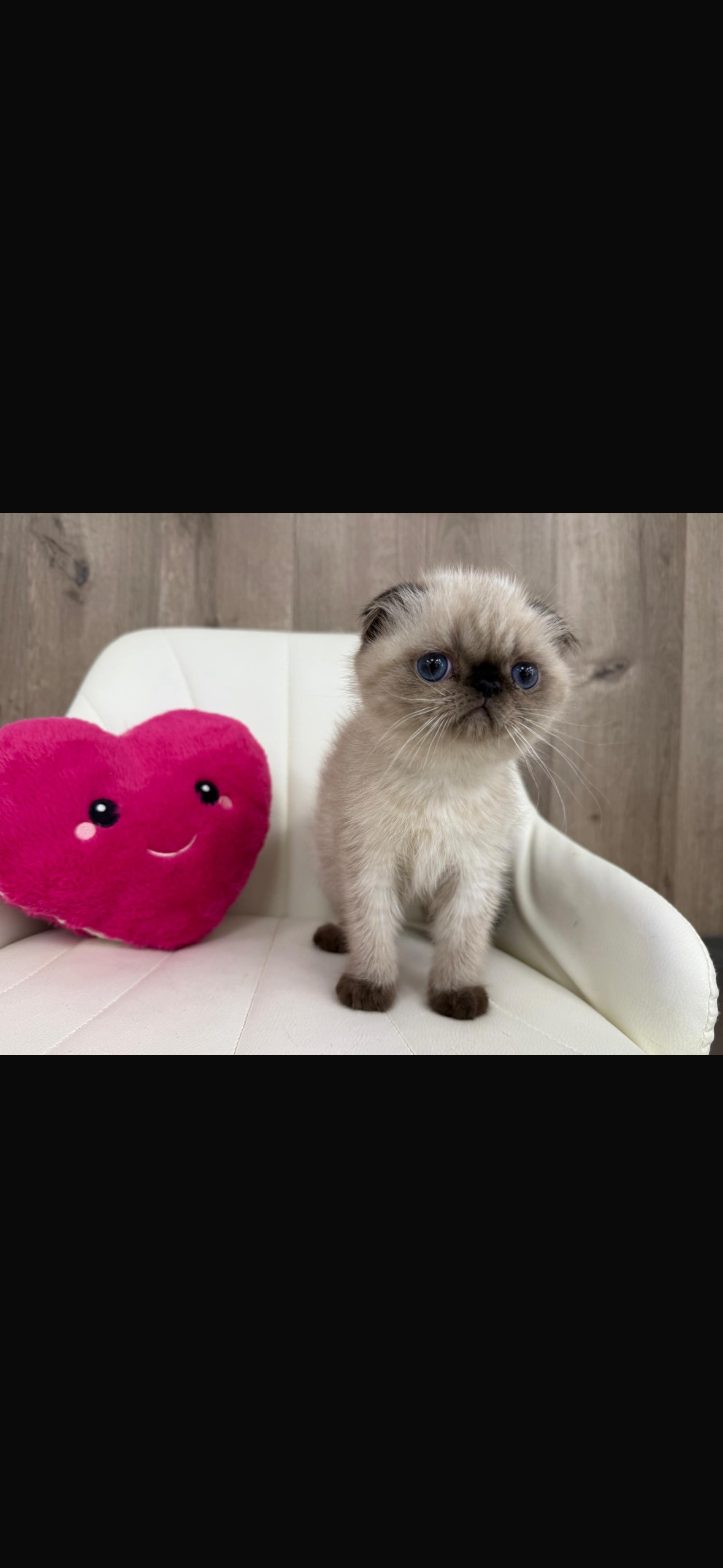 Scottish Fold Kitten
