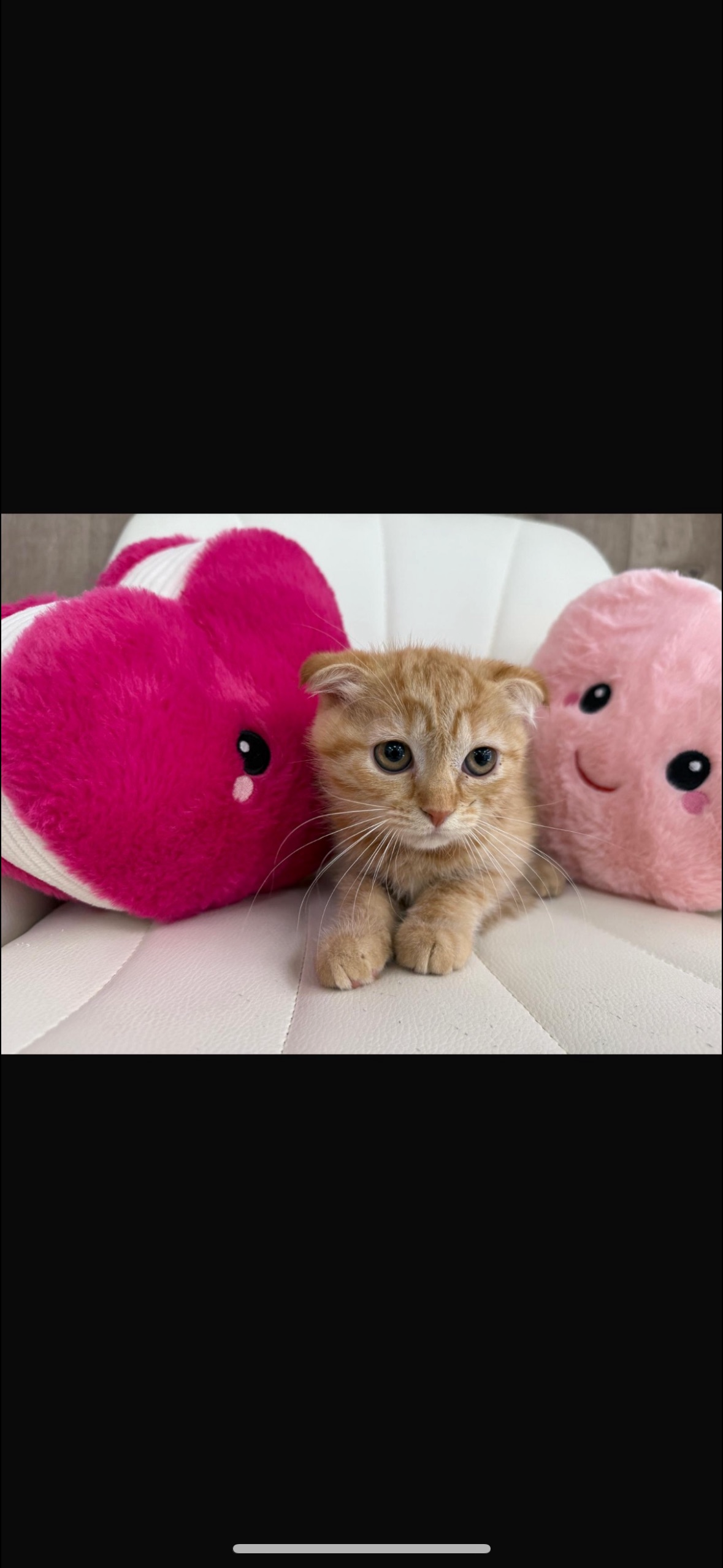 Scottish Fold Kitten