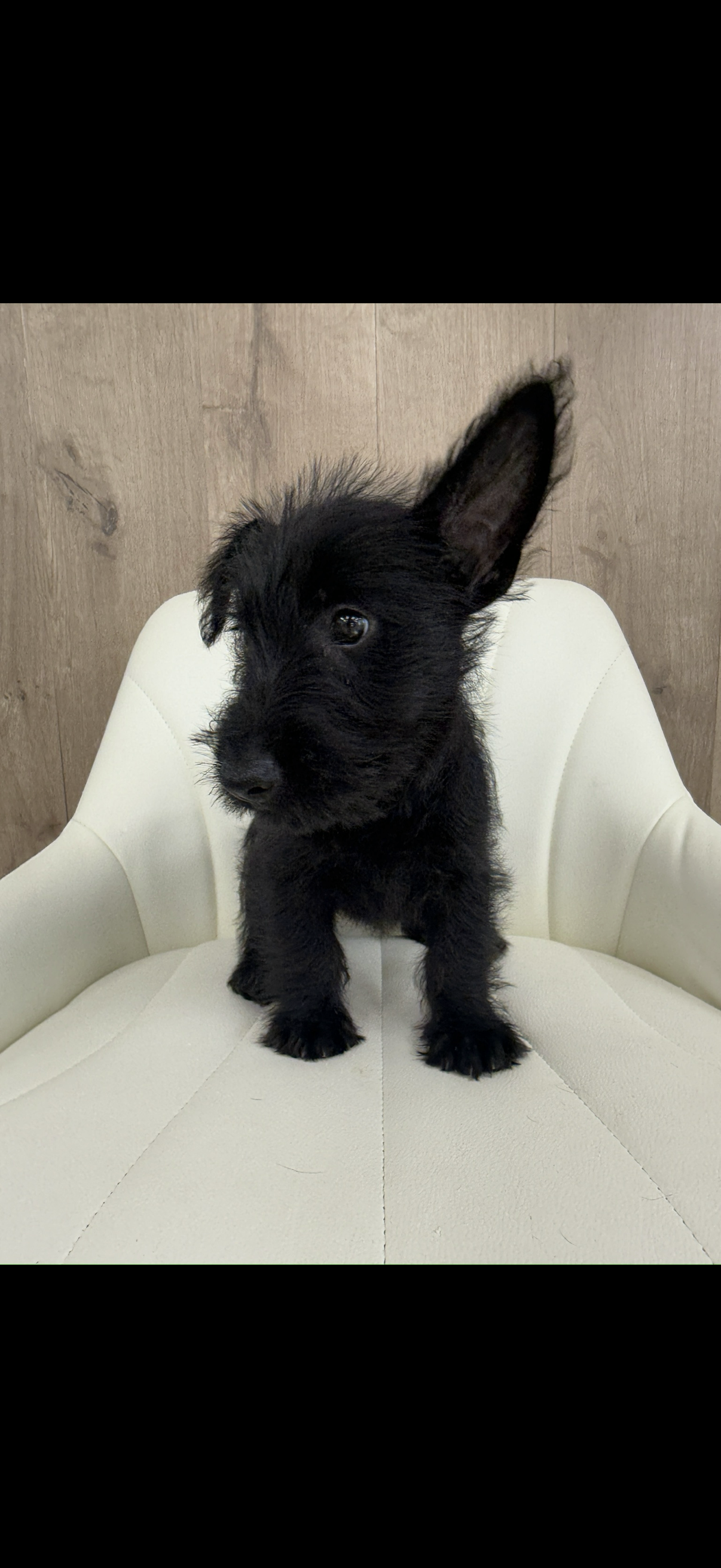 Scottish Terrier Puppy