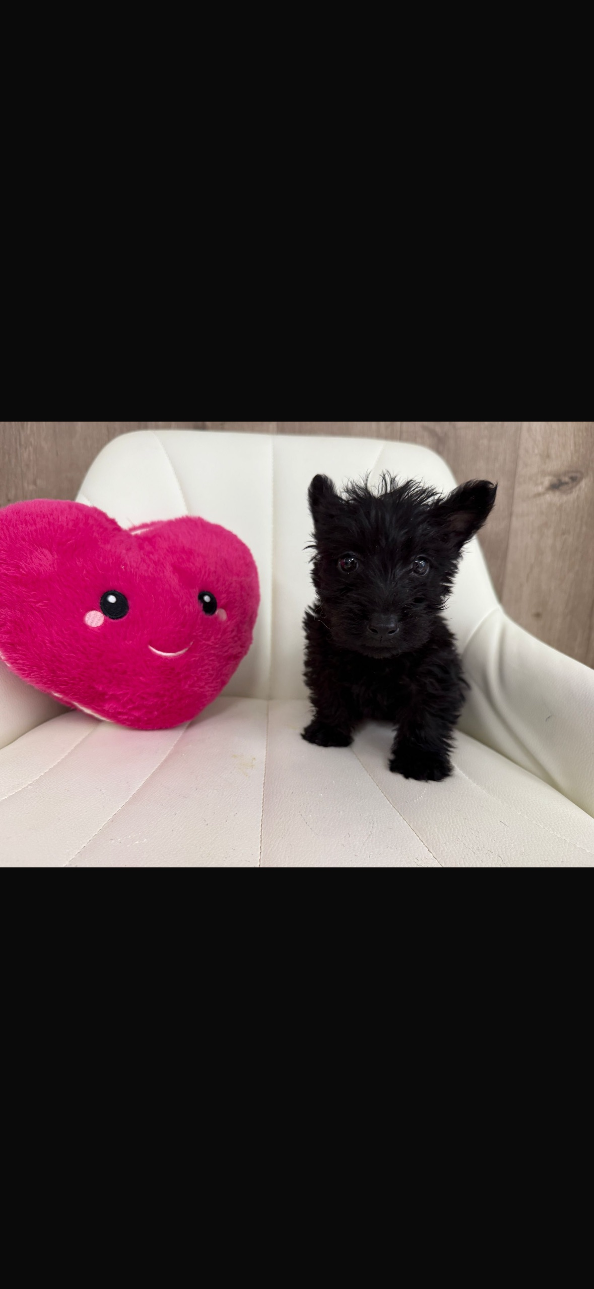Scottish Terrier Puppy
