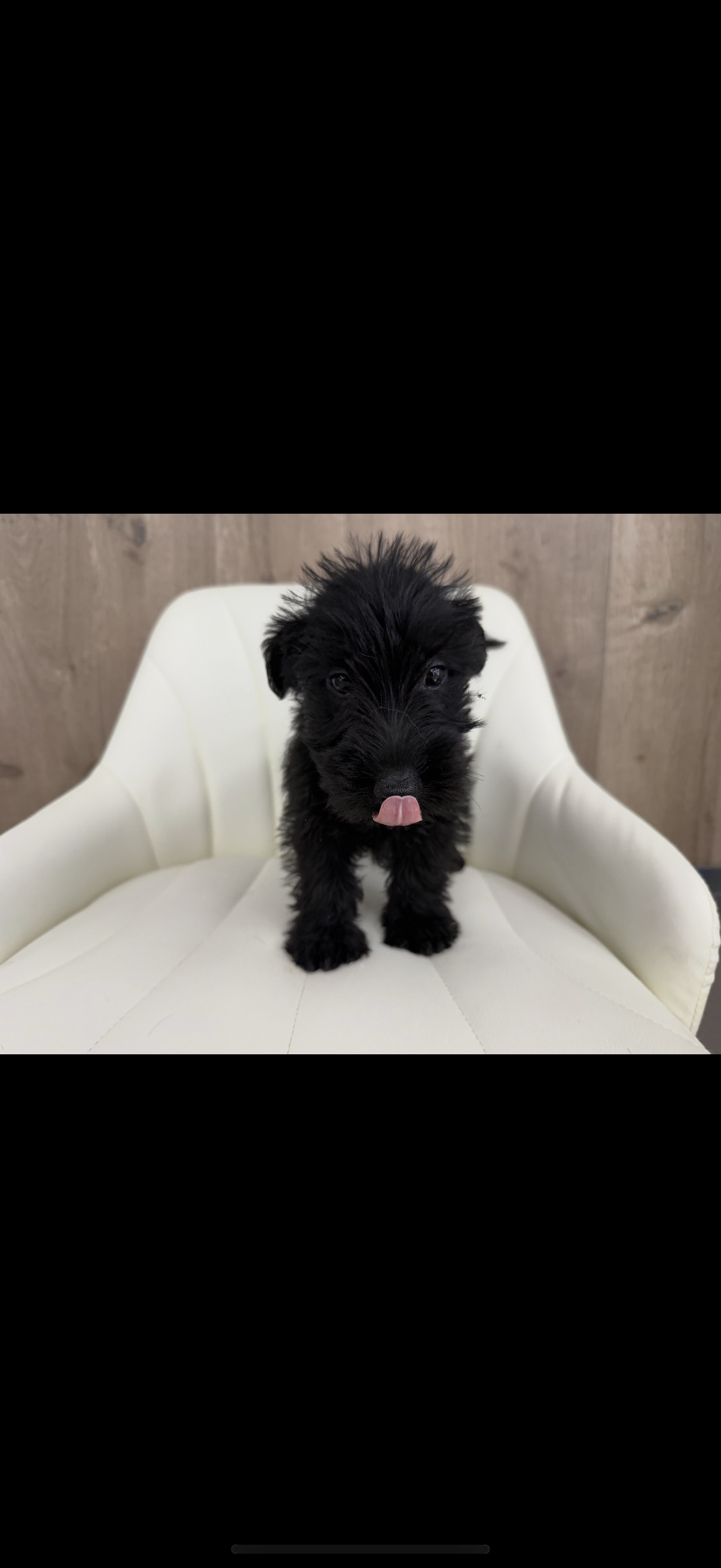 Scottish Terrier Puppy