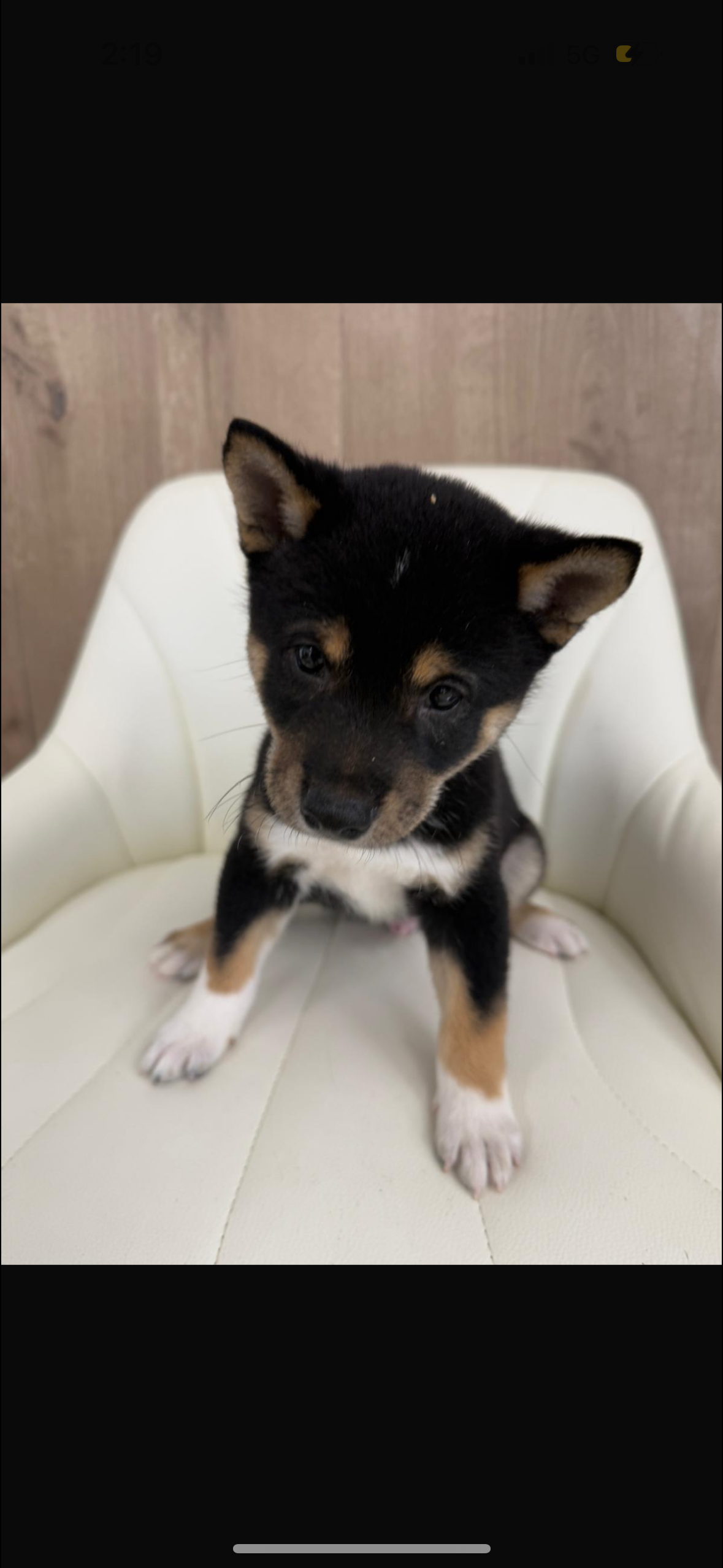 Shiba Inu Puppy