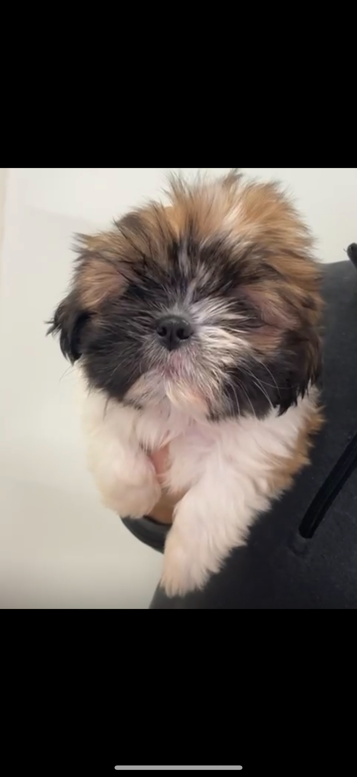 Shih Tzu Puppy