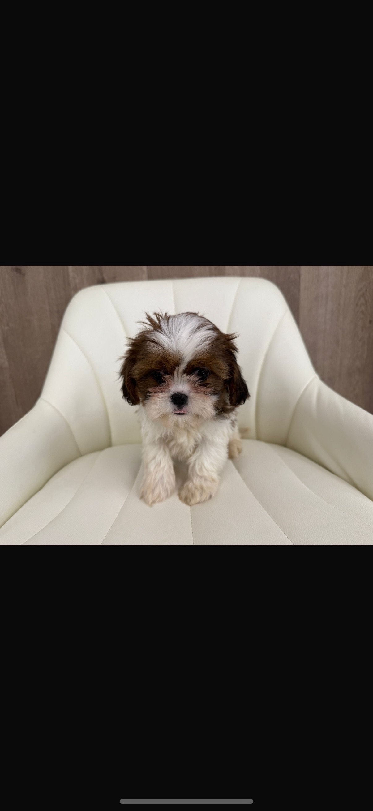 Shih Tzu Puppy