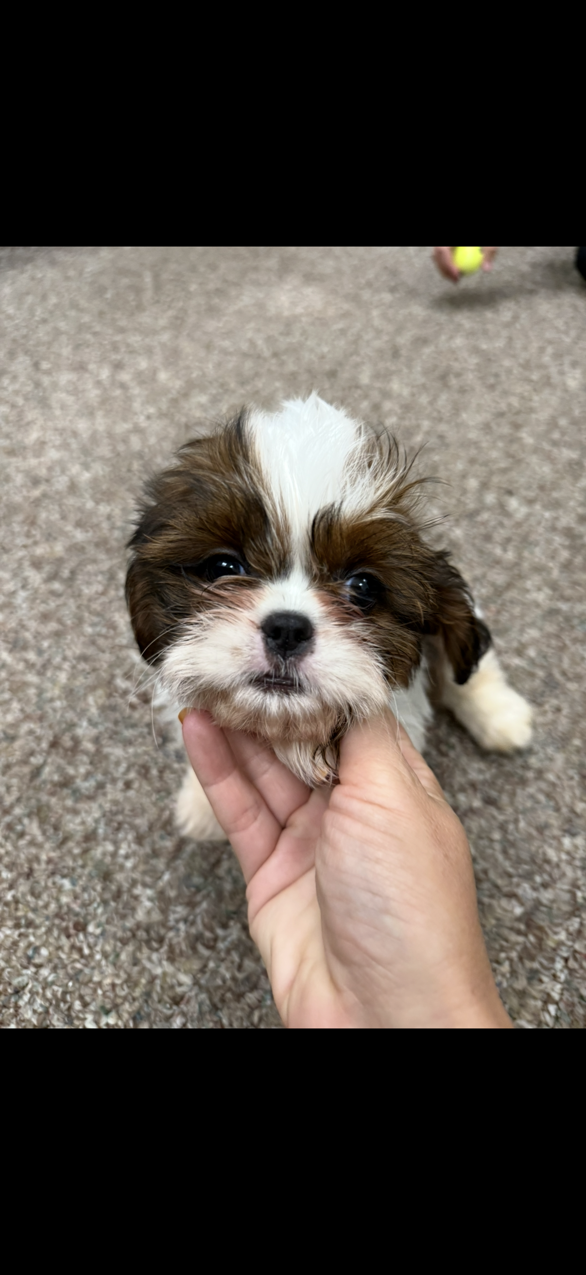 Shih Tzu Puppy
