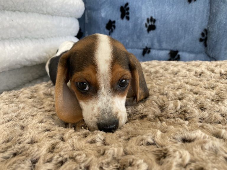 Beagle Puppy