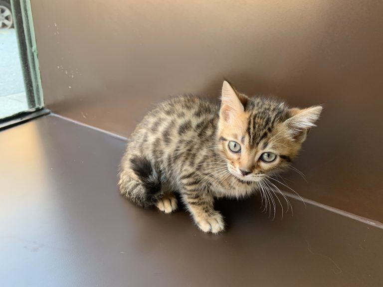 Bengal Kitten
