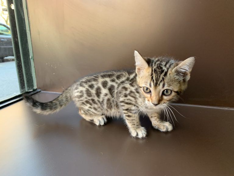 Bengal Kitten