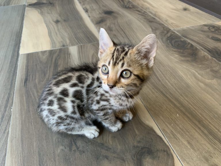 Bengal Kitten