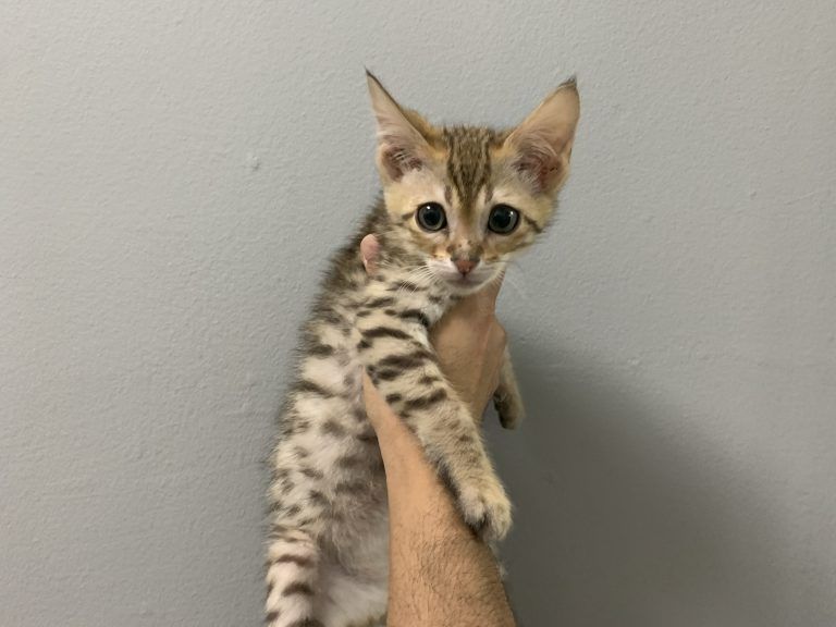 Bengal Kitten