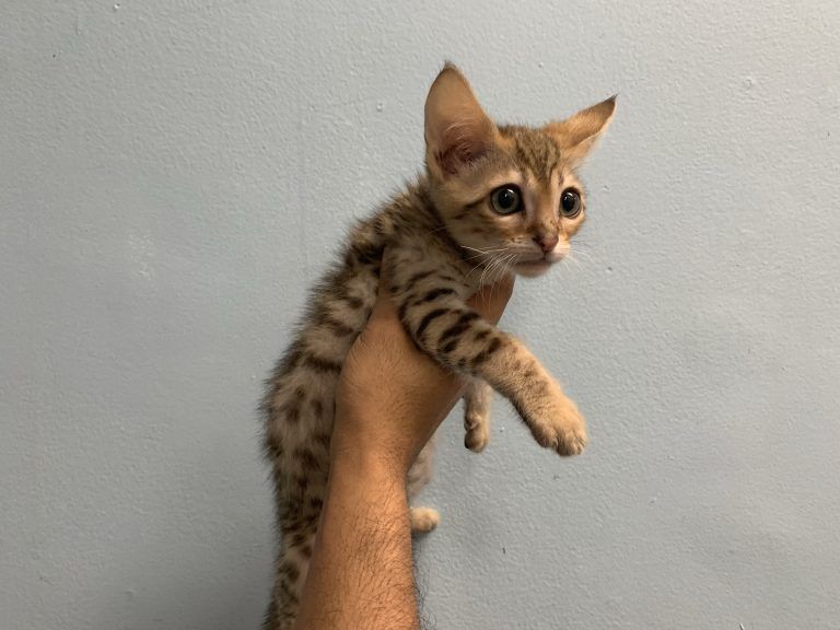 Bengal Kitten