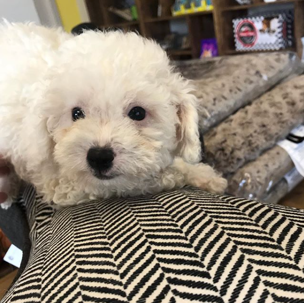 Bichon Frise Puppy