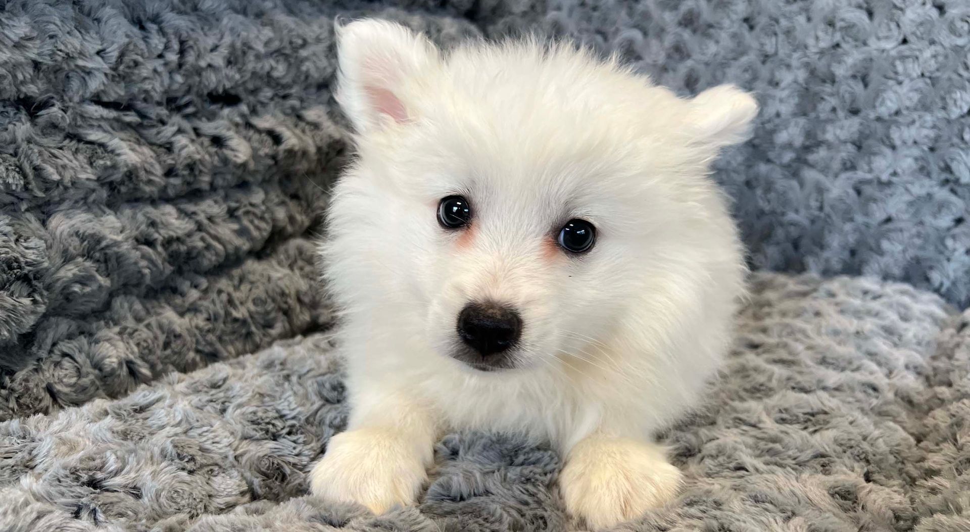 American Eskimo puppy. 