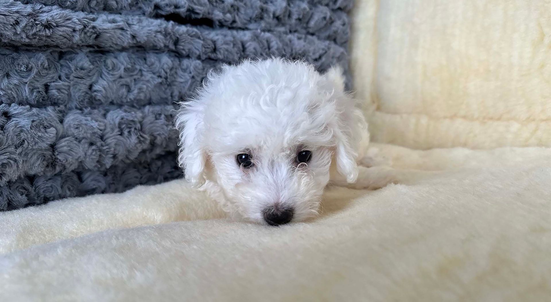 Bichon Frise puppy.
