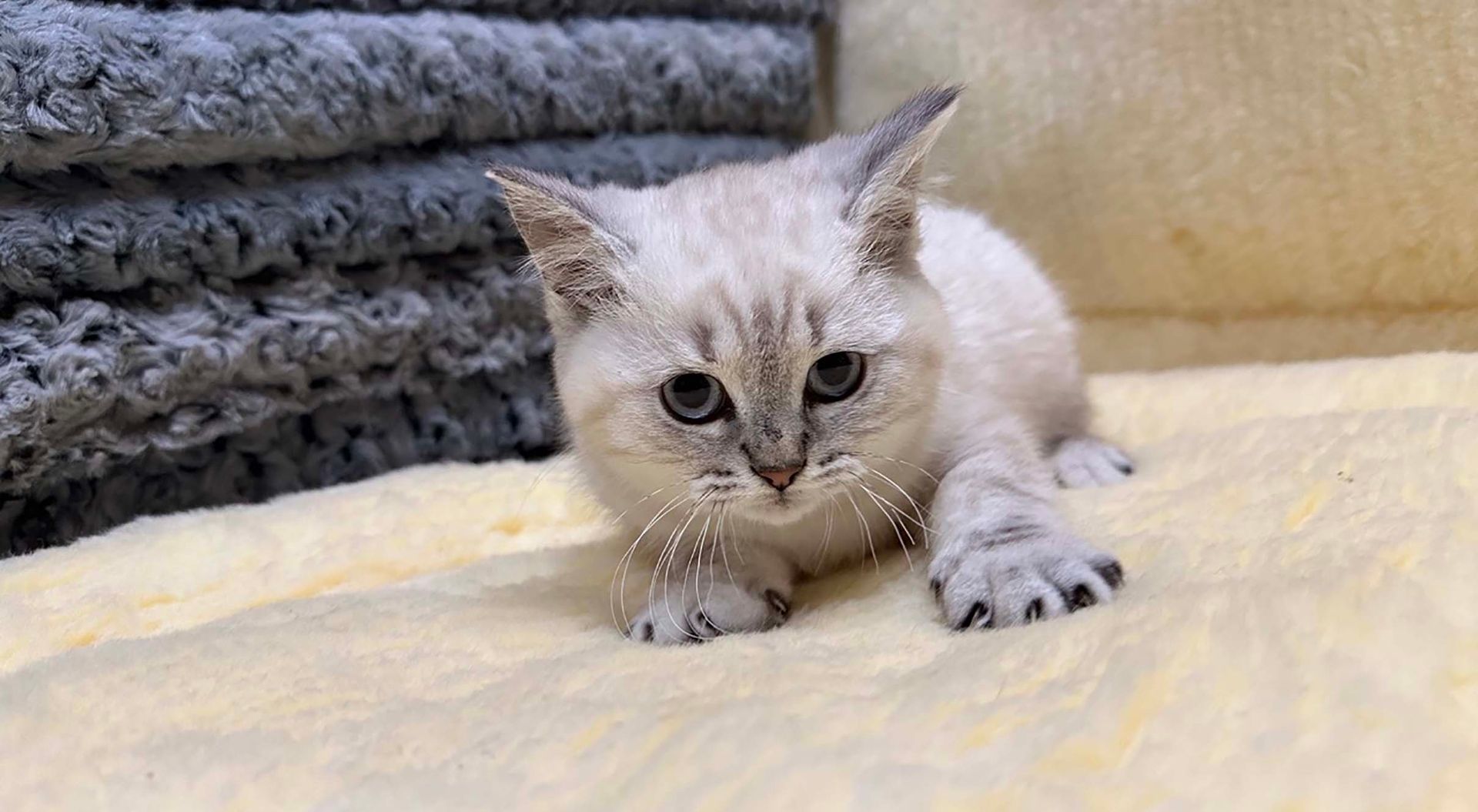 british shorthair kittens for sale connecticut