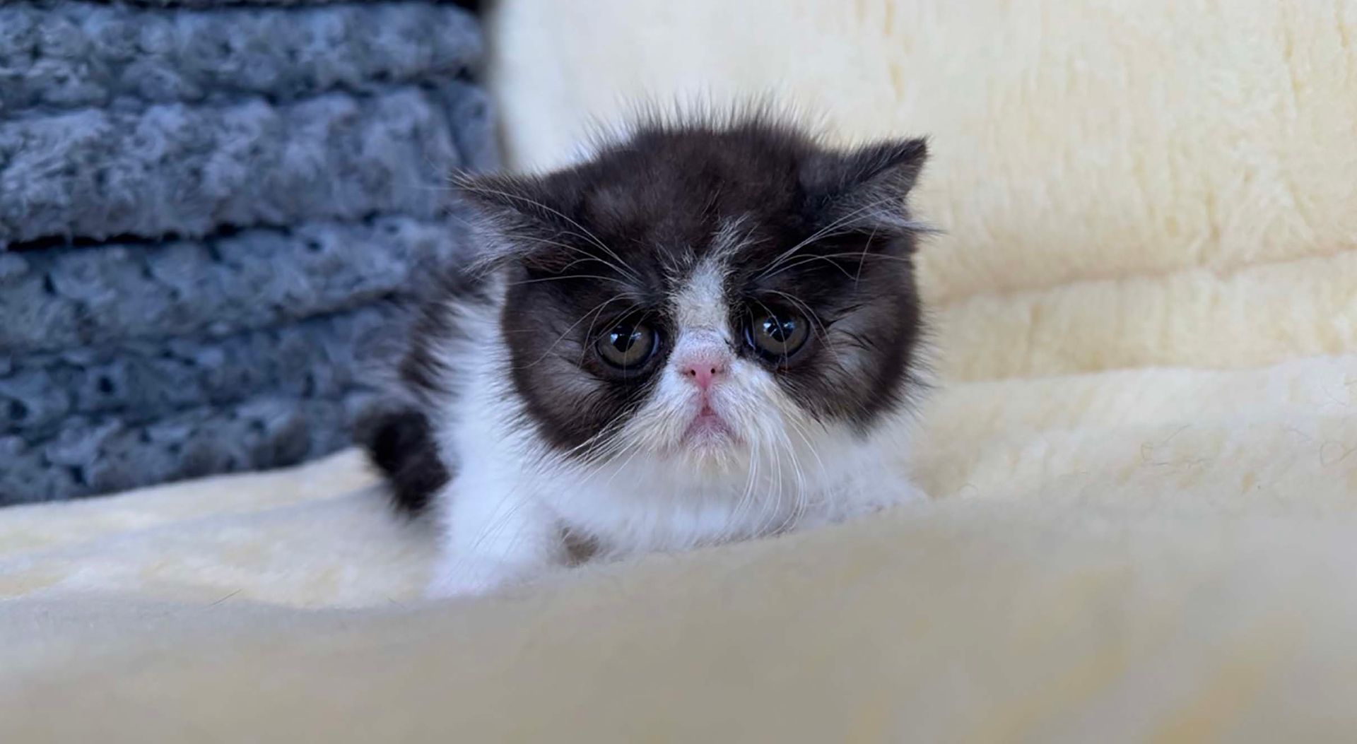 exotic shorthair  kittens for sale connecticut