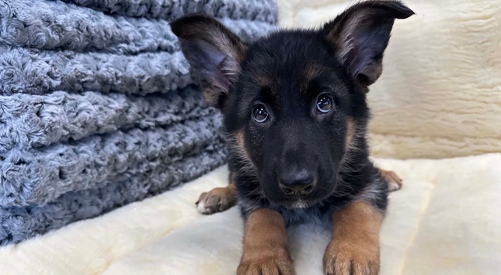 german shepherd puppy. 