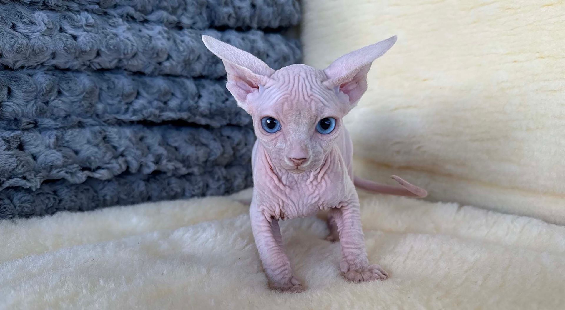 hairless kittens for sale connecticut