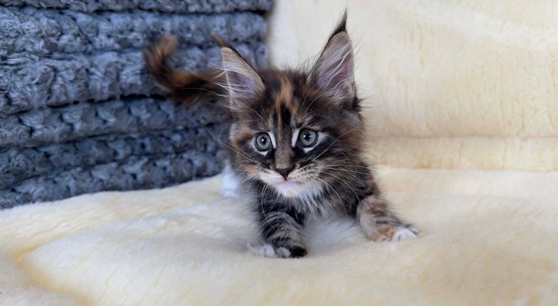 maine coon kittens for sale connecticut