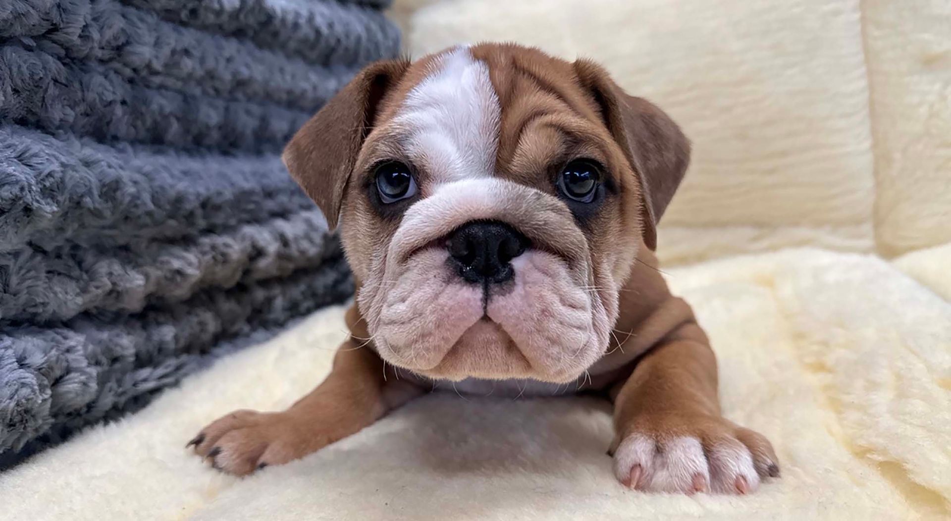 mini bulldog puppy.