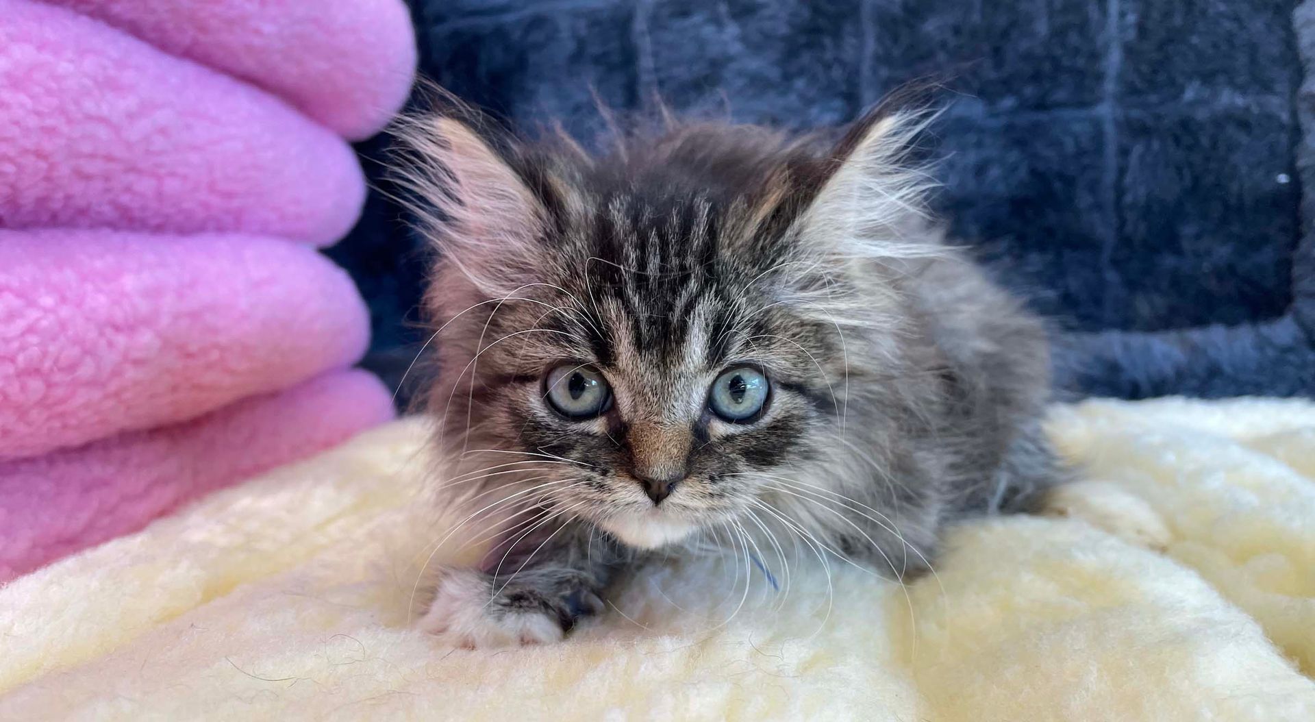 ragamuffin kittens for sale connecticut