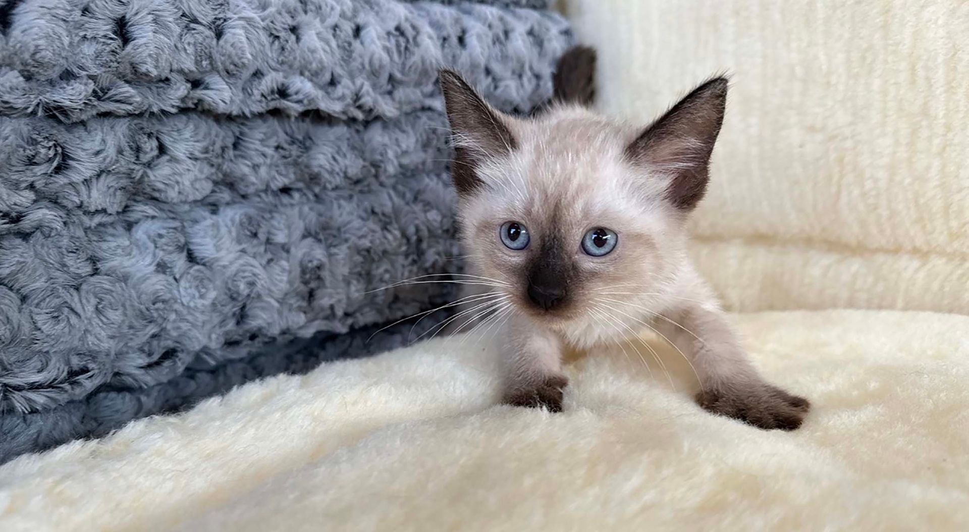 siamese kittens for sale connecticut
